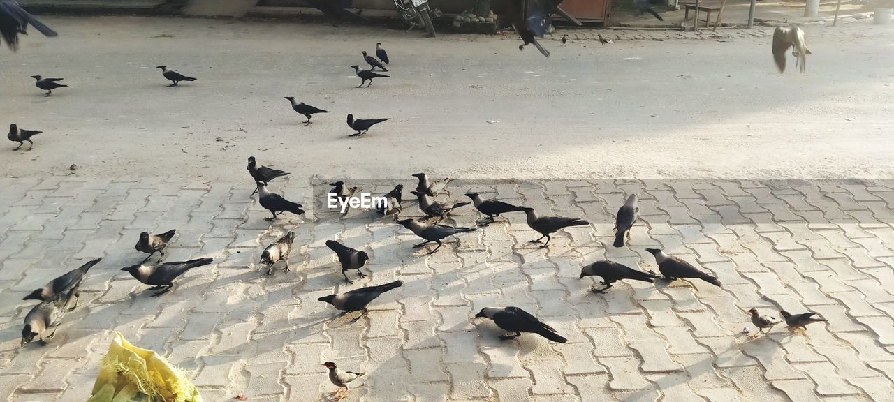 HIGH ANGLE VIEW OF PIGEONS FLYING ON STREET
