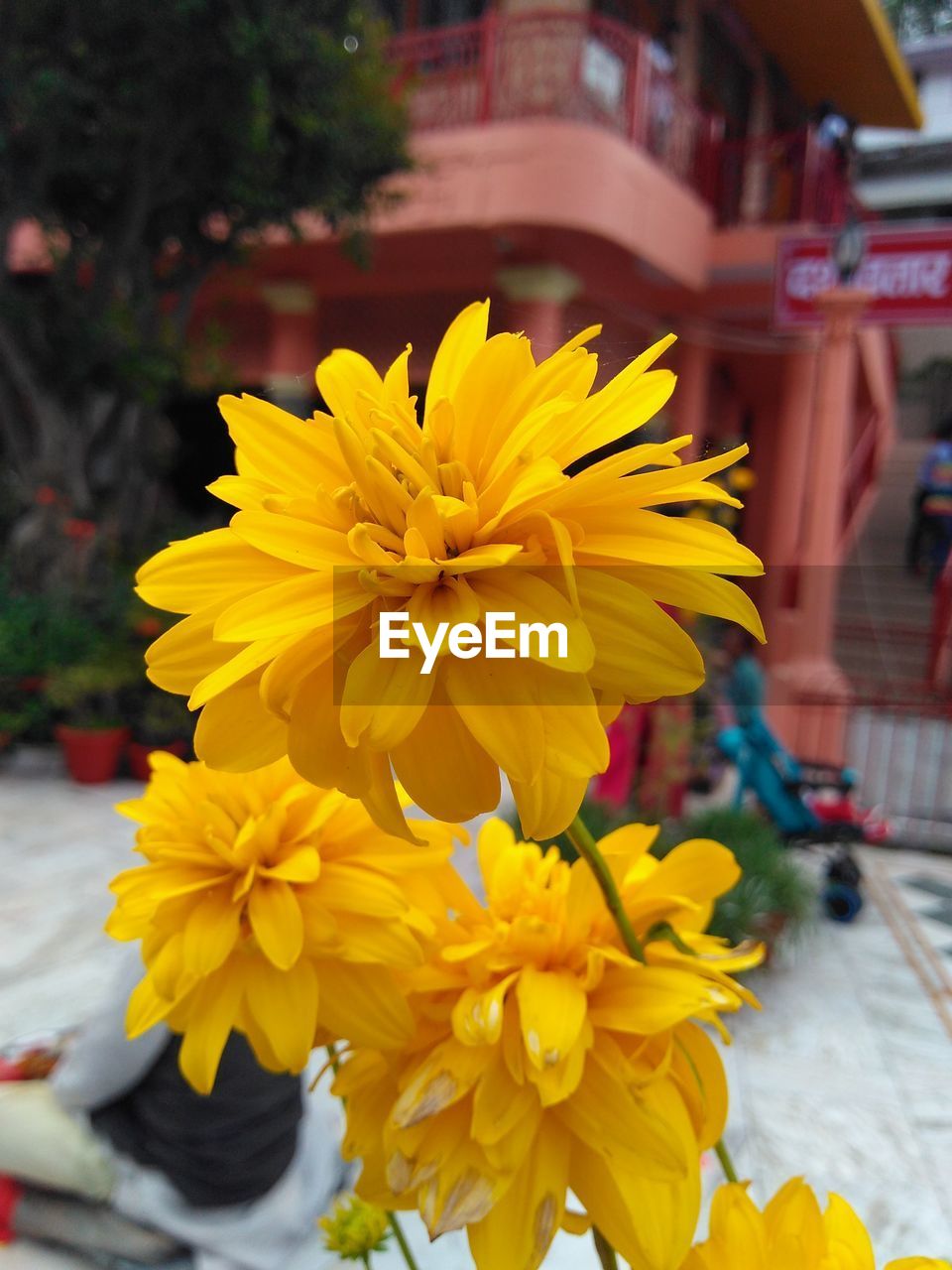 Close-up of yellow flowers