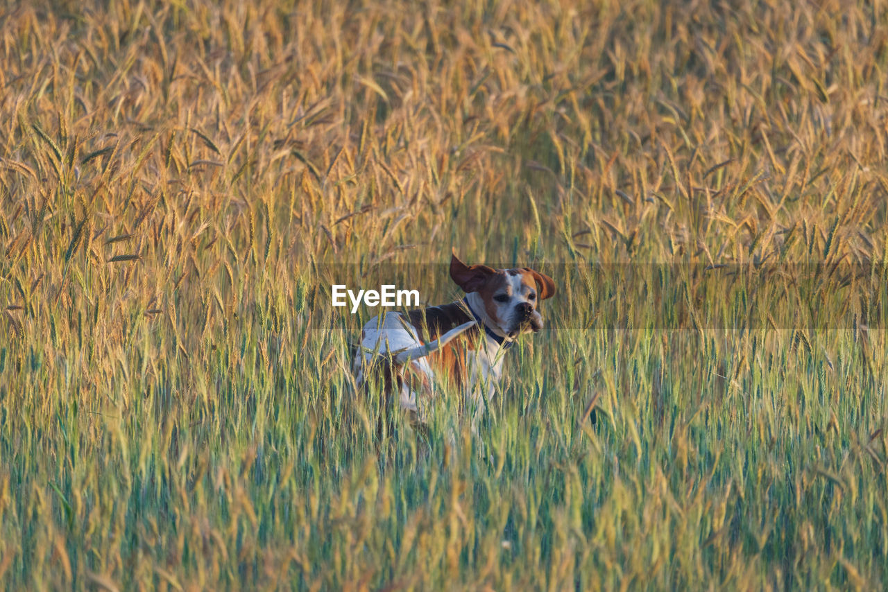 Dog running in field