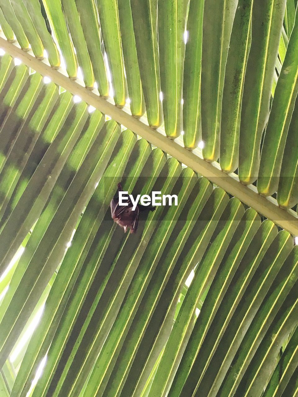 CLOSE-UP OF GREEN PALM LEAF