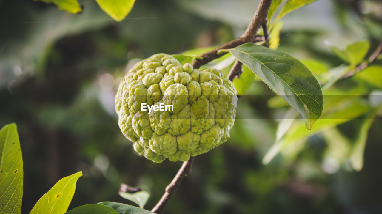 CLOSE-UP OF FRUIT ON PLANT