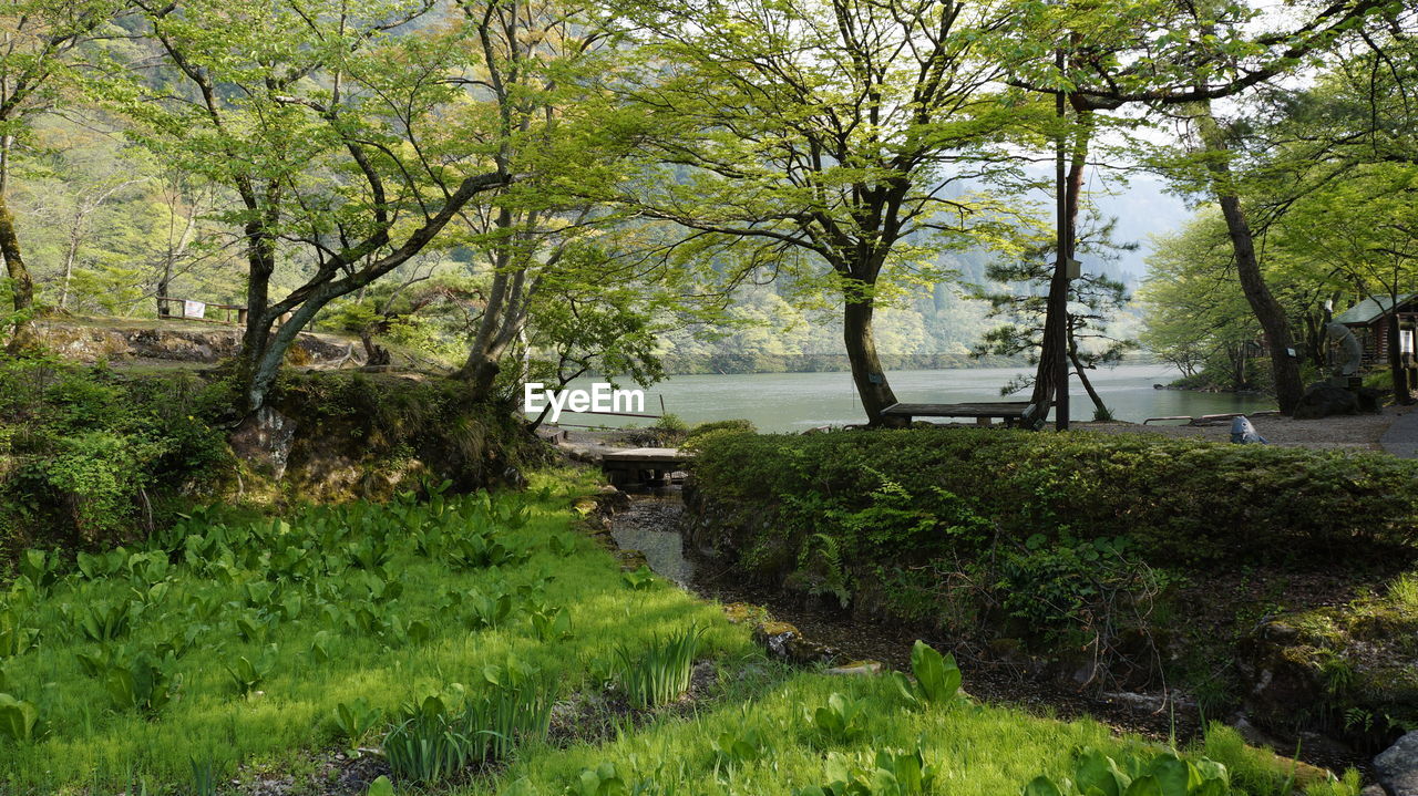 TREES AND GRASS IN FOREST