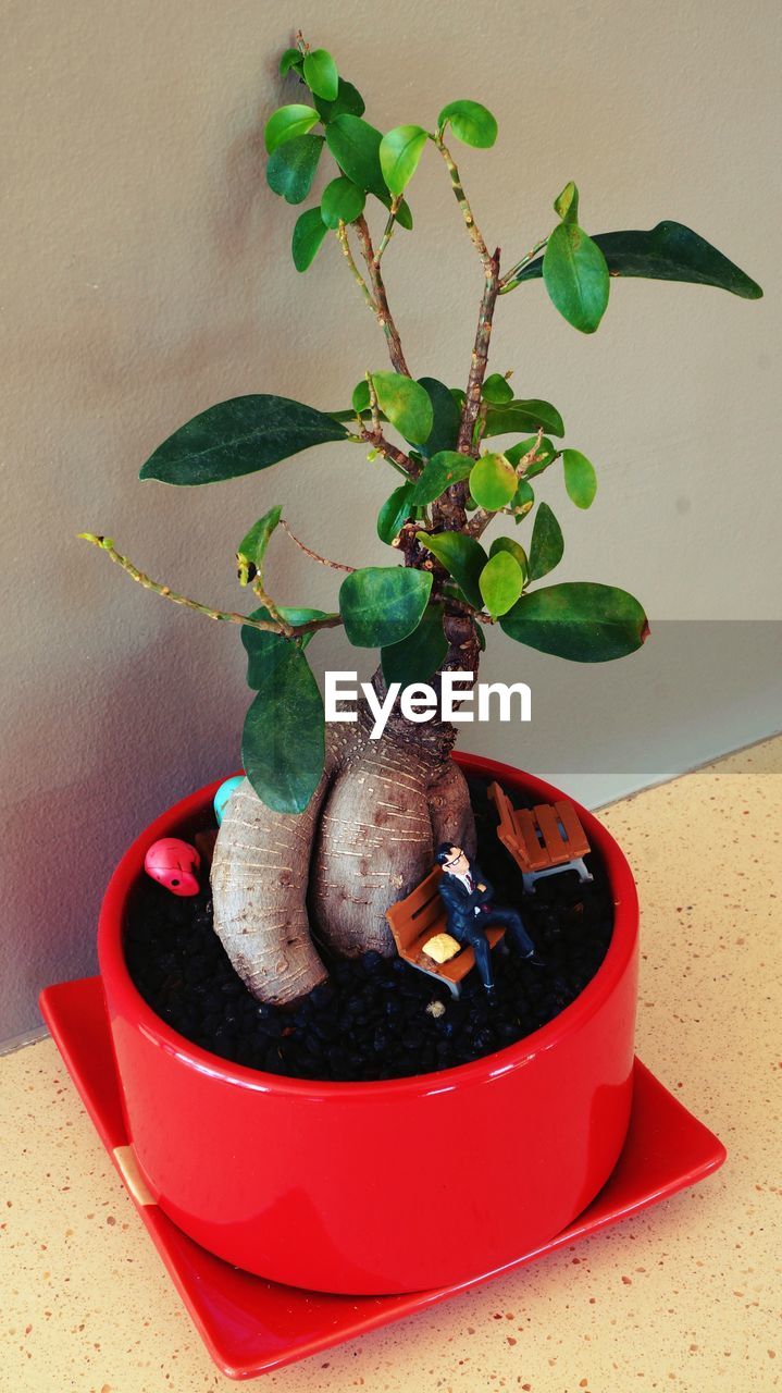 CLOSE-UP OF POTTED PLANTS