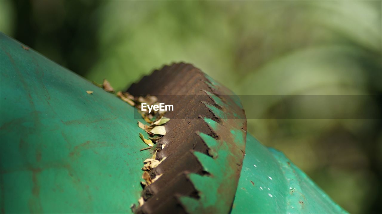 CLOSE-UP OF GRASSHOPPER ON LEAF