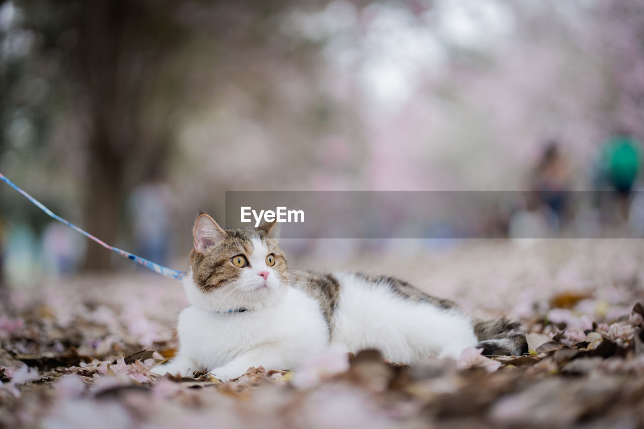 White brown scottish cat travel outdoor with pink flower in springtime season