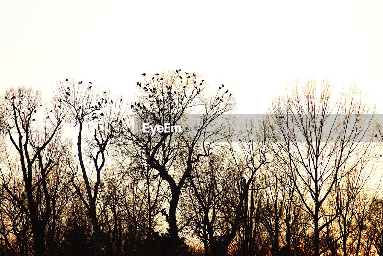 LOW ANGLE VIEW OF TREES AT SUNSET