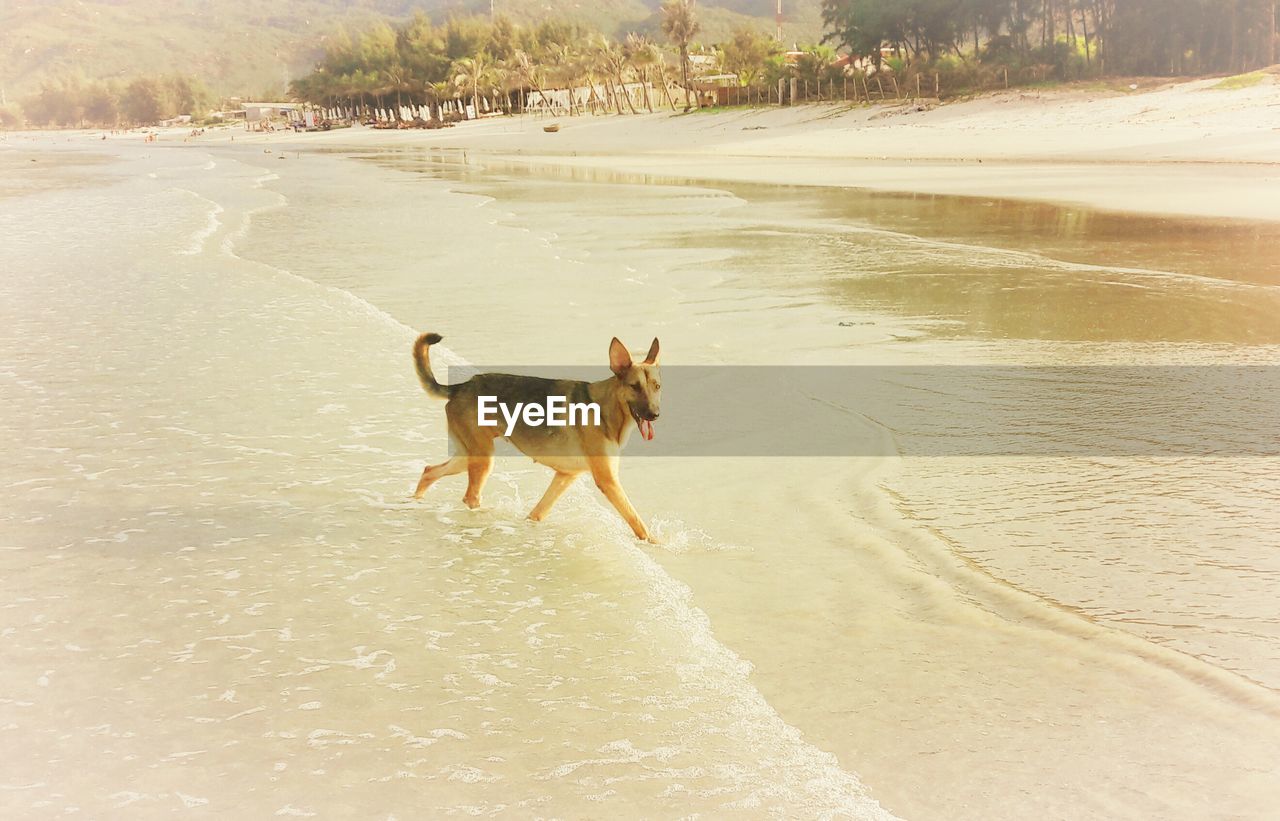 DOG AT BEACH