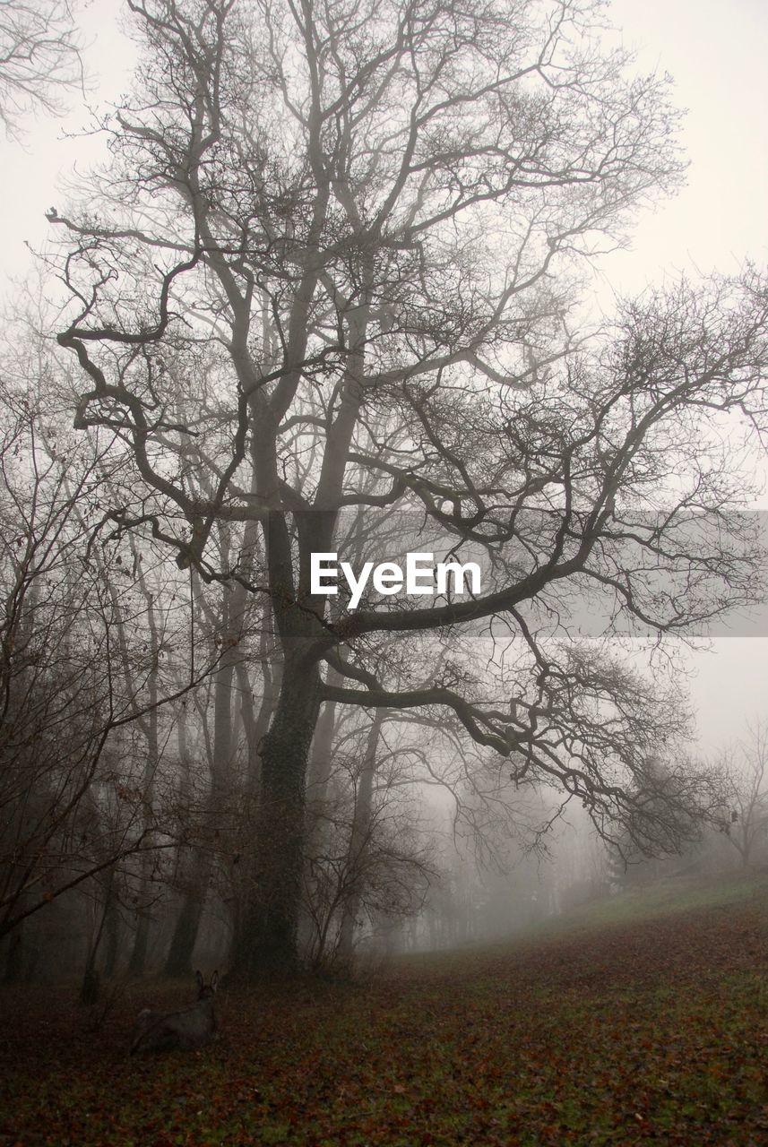 VIEW OF TREE ON LANDSCAPE AGAINST SKY