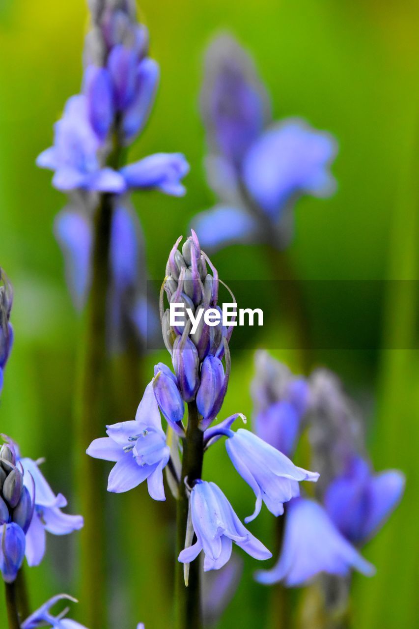 Close-up of purple flowering plants