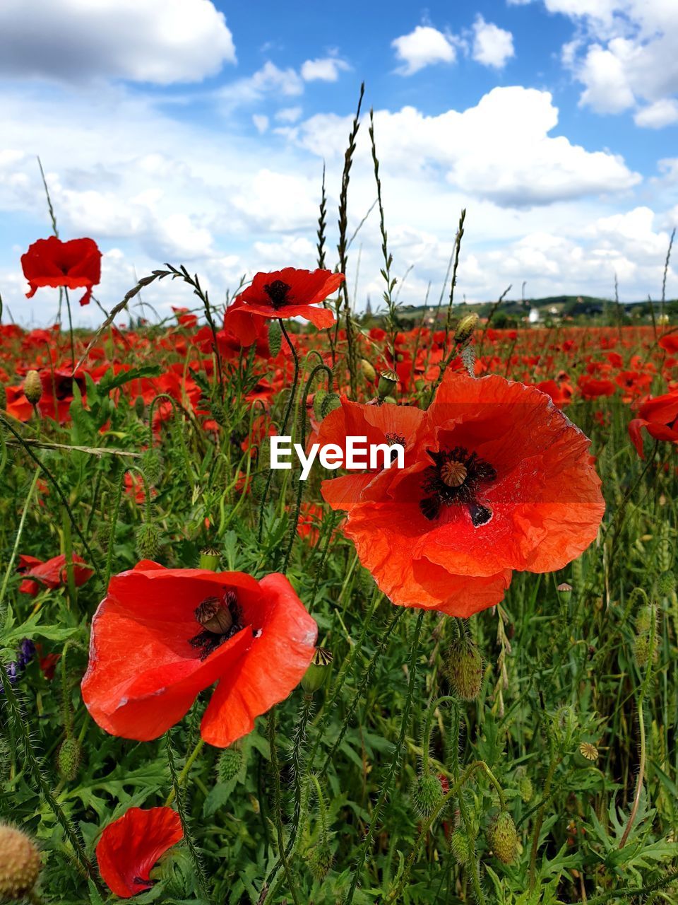 CLOSE-UP OF RED POPPY FLOWER ON FIELD