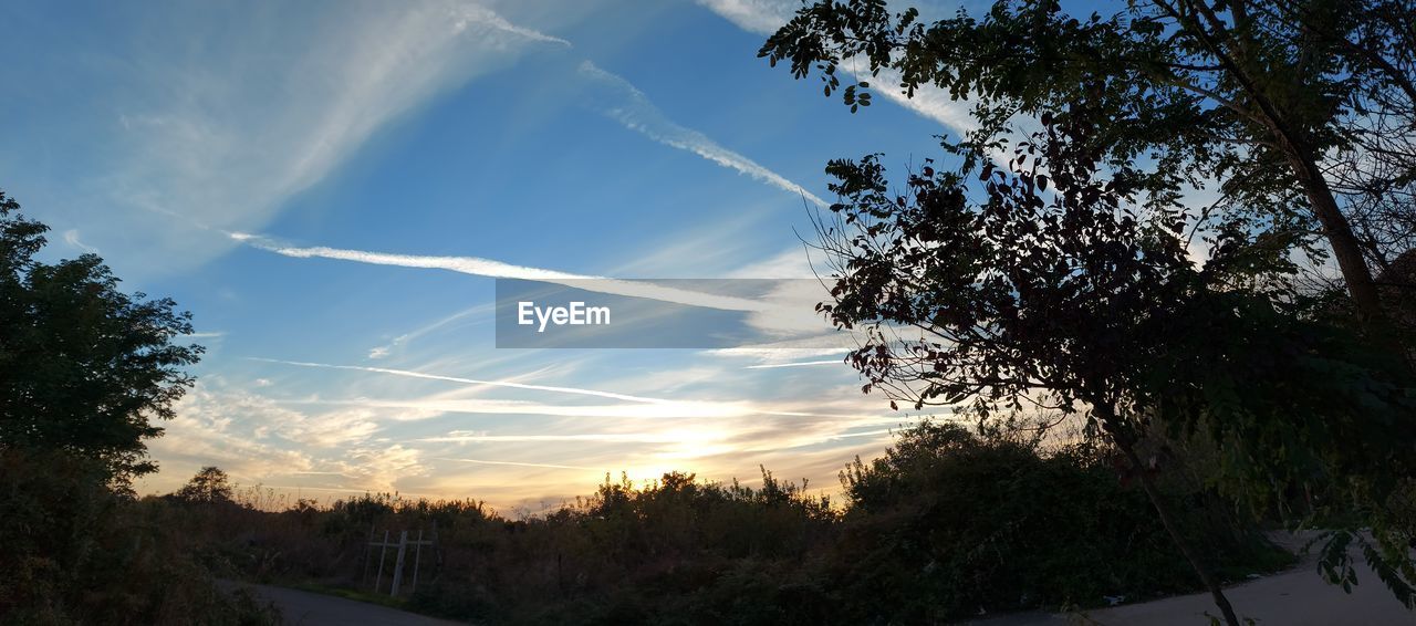 LOW ANGLE VIEW OF TREES AGAINST SKY