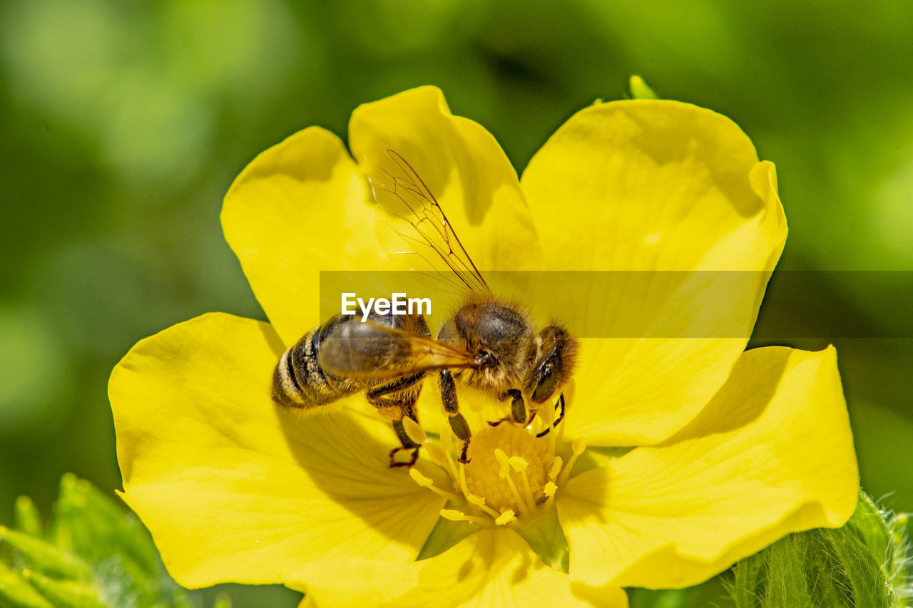 CLOSE-UP OF HONEY BEE ON YELLOW FLOWER