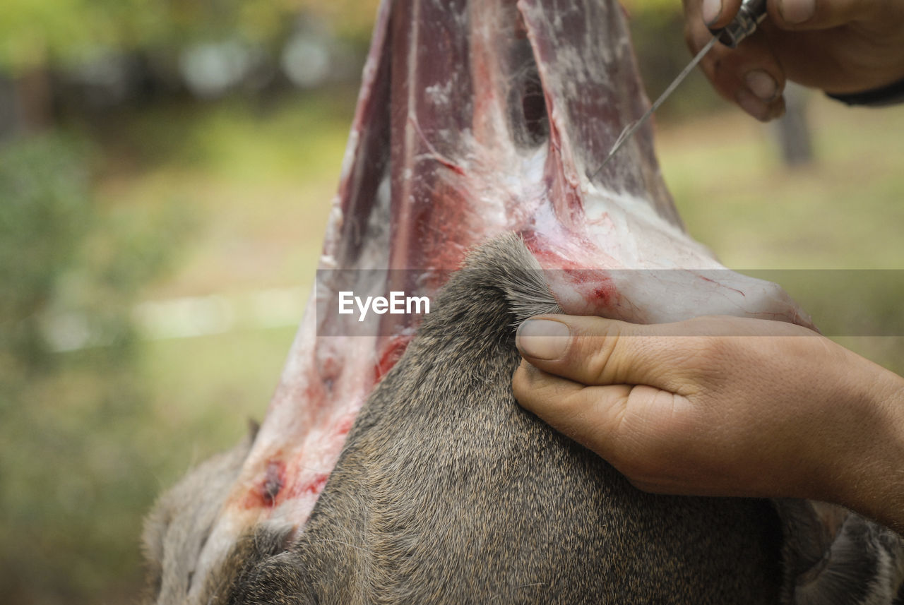 Cropped image of hand removing skin of dead animal