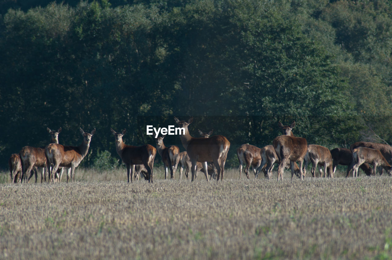 Side view of deer on landscape