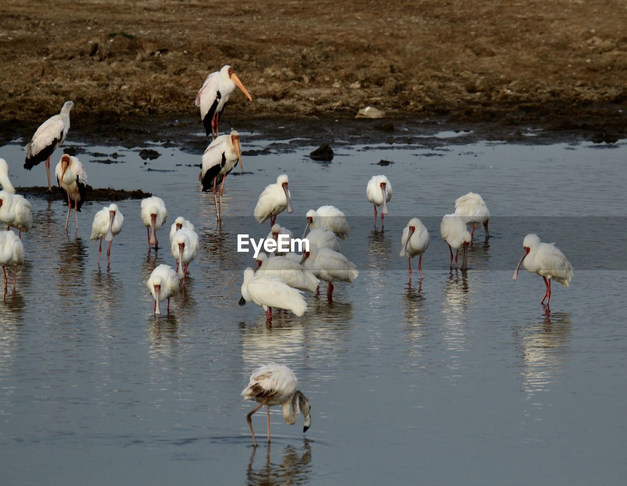 animal themes, animal, animal wildlife, wildlife, bird, water, group of animals, large group of animals, lake, nature, no people, reflection, water bird, flamingo, day, beauty in nature, white, wading, outdoors