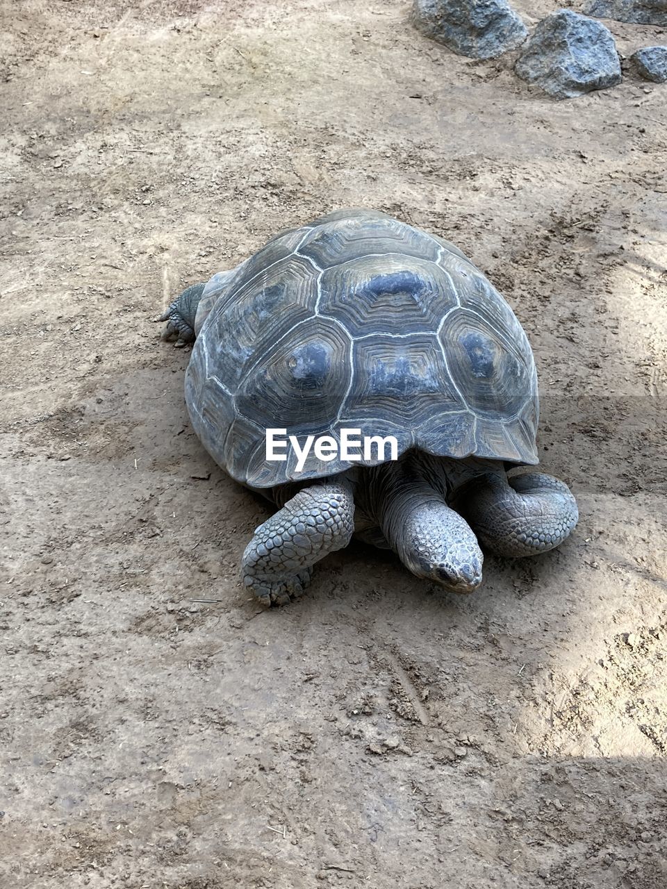 turtle, shell, animal wildlife, high angle view, reptile, animal shell, animal, blue, no people, animal themes, nature, sand, land, day, wildlife, rock, beach, tortoise, close-up, outdoors, sea turtle