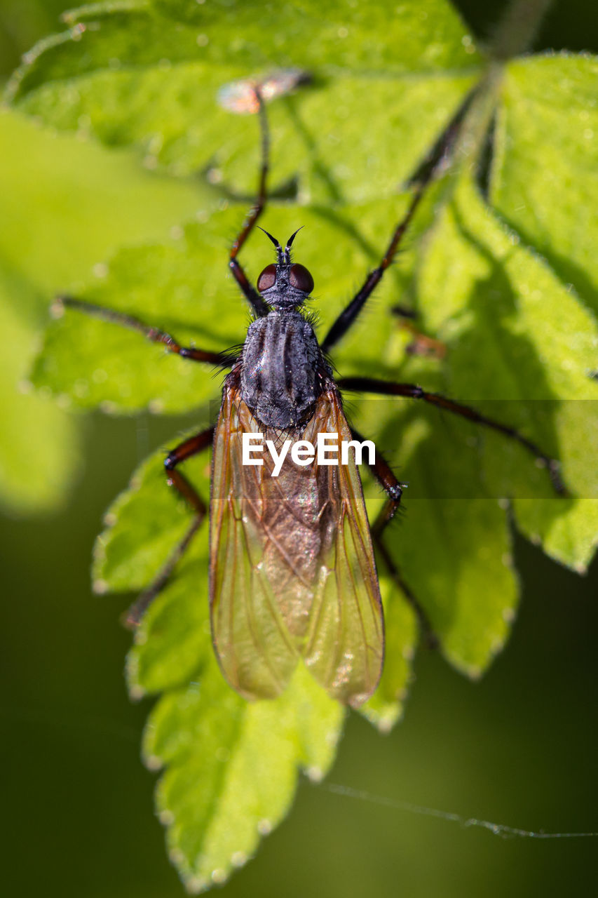 CLOSE-UP OF A INSECT ON LEAF