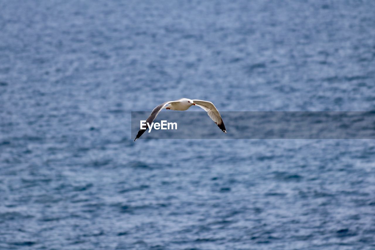 animal themes, animal wildlife, animal, wildlife, water, one animal, bird, sea, flying, no people, nature, spread wings, beauty in nature, mid-air, animal body part, day, motion, outdoors, seabird, gull, focus on foreground