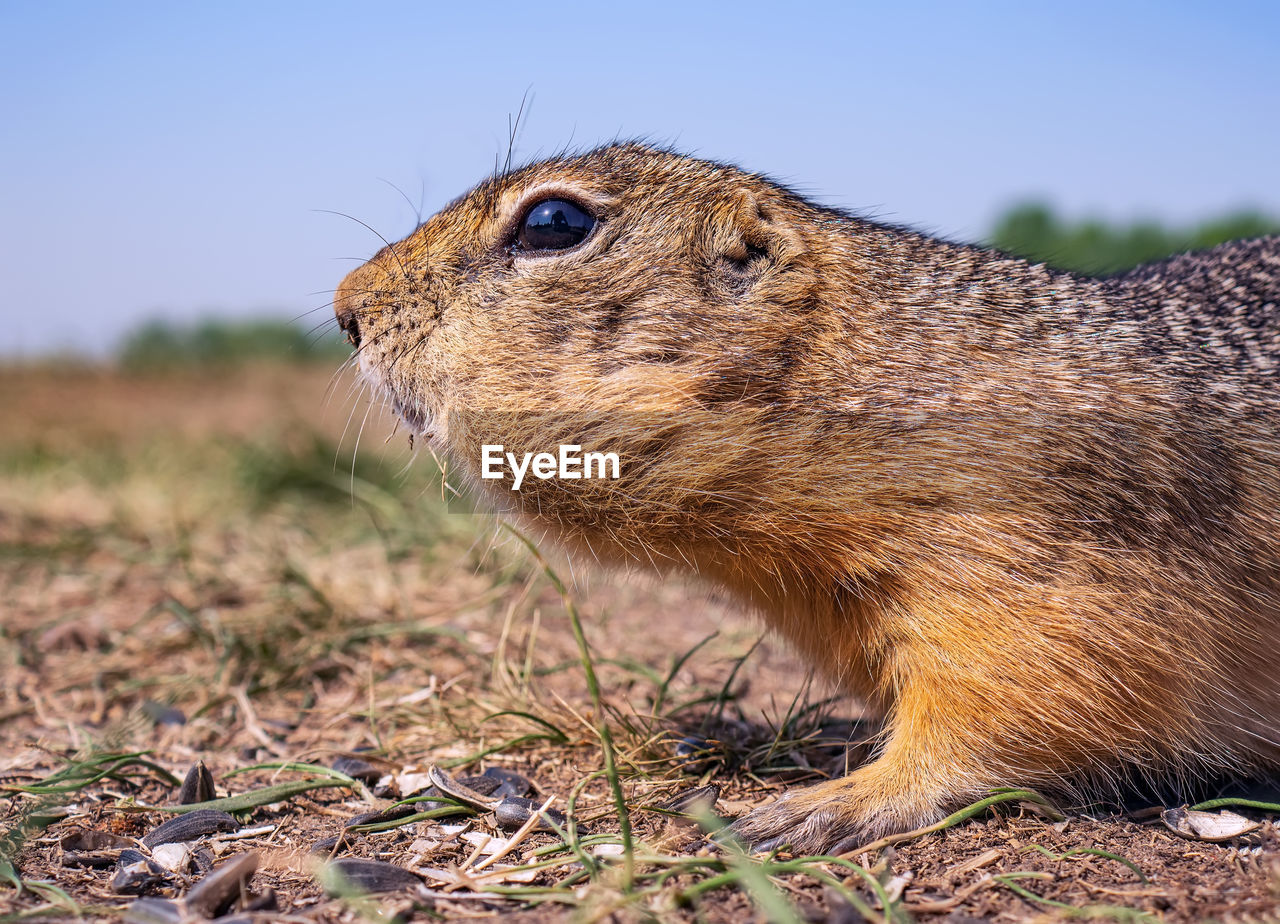 animal, animal themes, animal wildlife, one animal, mammal, wildlife, whiskers, rodent, prairie dog, nature, no people, squirrel, side view, close-up, outdoors, day, brown, portrait, eating, land, grass, animal body part, profile view