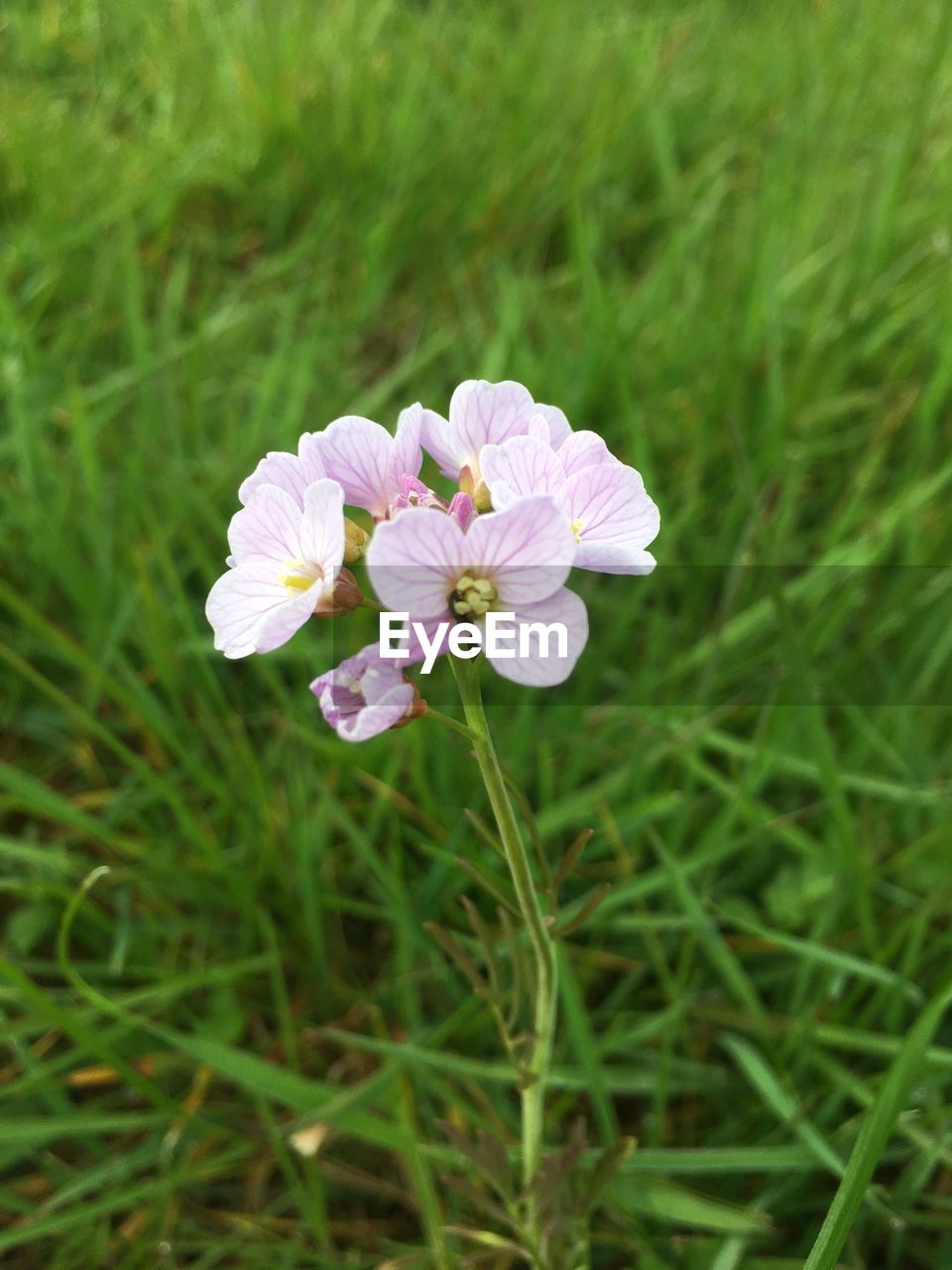 CLOSE-UP OF FLOWER BLOOMING