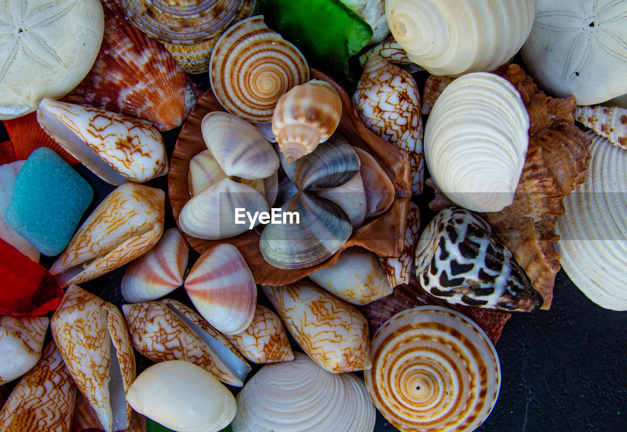 shell, animal shell, large group of objects, animal wildlife, seashell, clam, animal, cockle, no people, variation, high angle view, conch, pattern, abundance, food, nature, full frame, still life, animal themes, close-up, beauty in nature, directly above, outdoors, backgrounds, land, beach, day, group