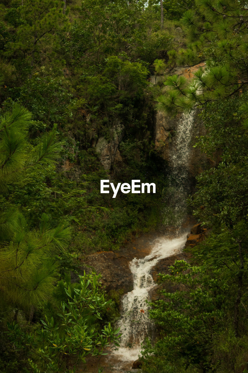 STREAM FLOWING IN FOREST