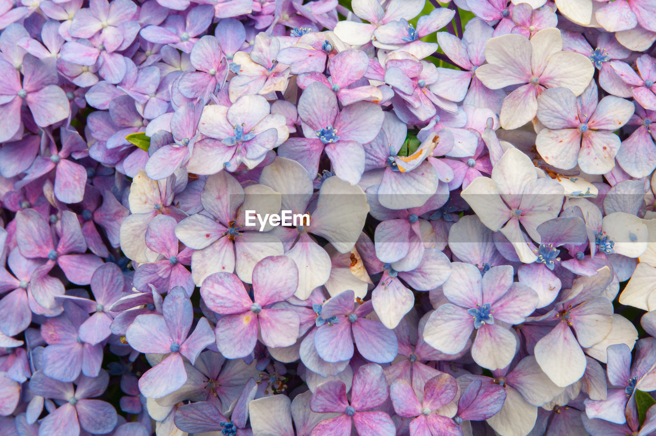 HIGH ANGLE VIEW OF PINK FLOWERING PLANT