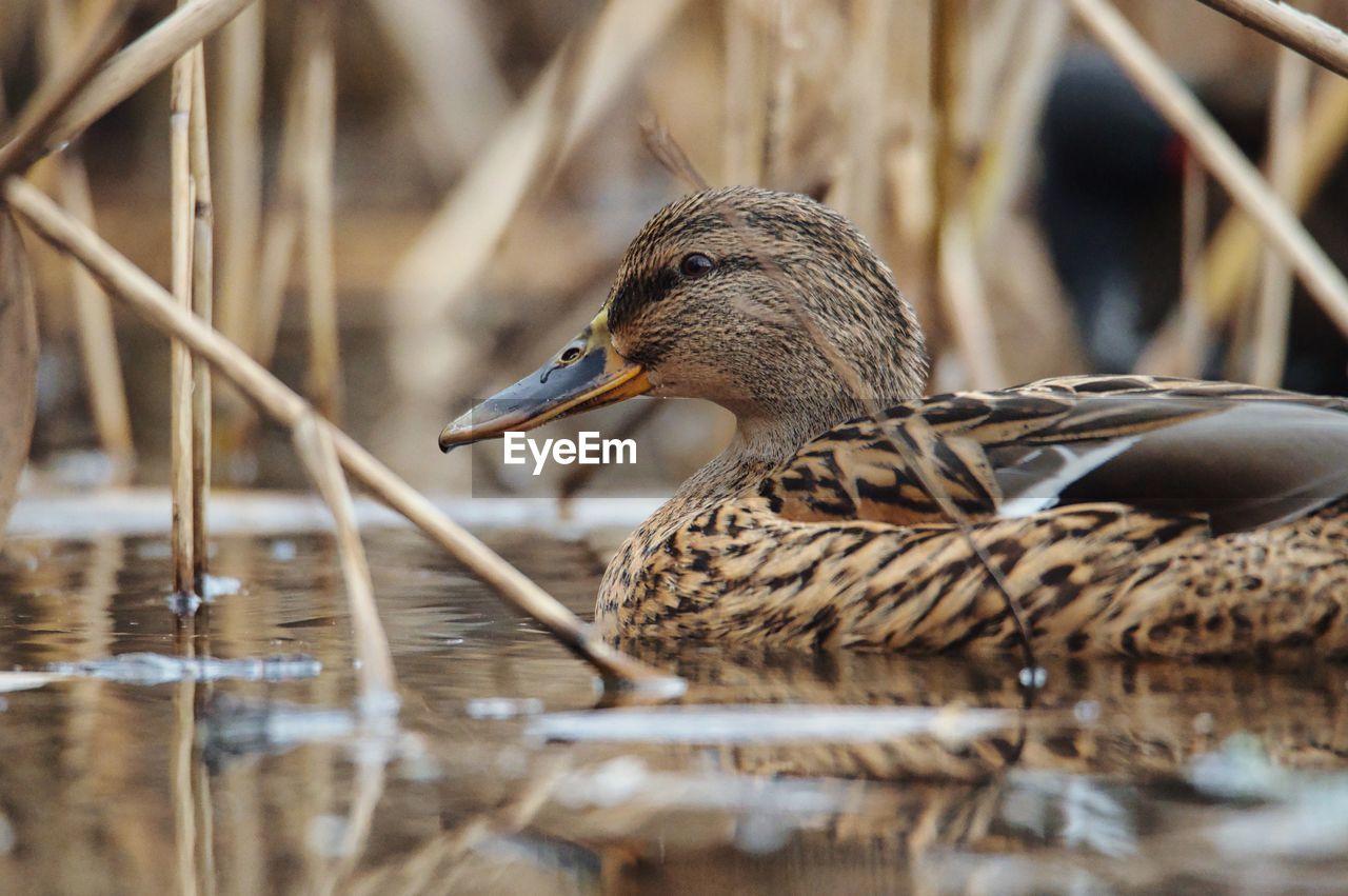 Close-up side view of a mallard duck