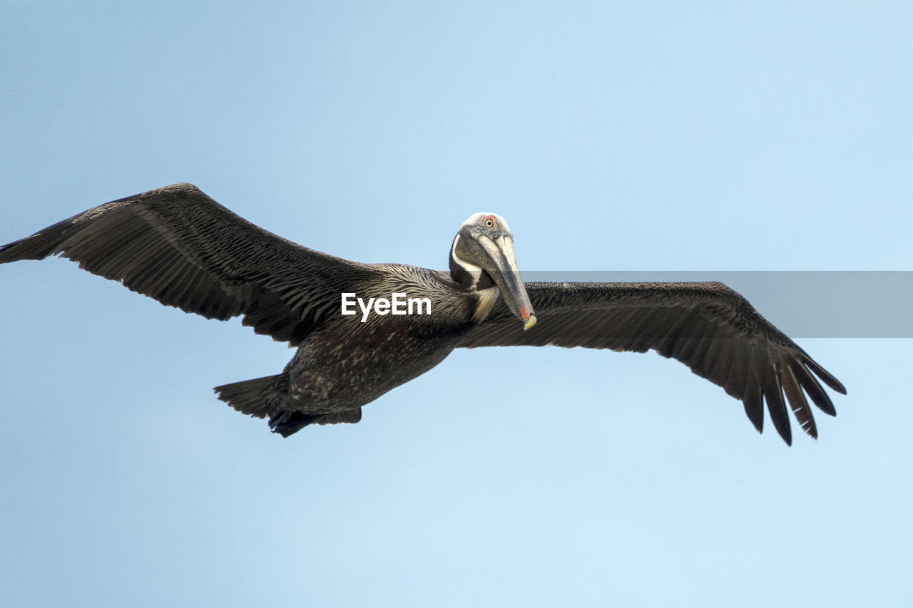 Low angle view of pelican flying against clear sky