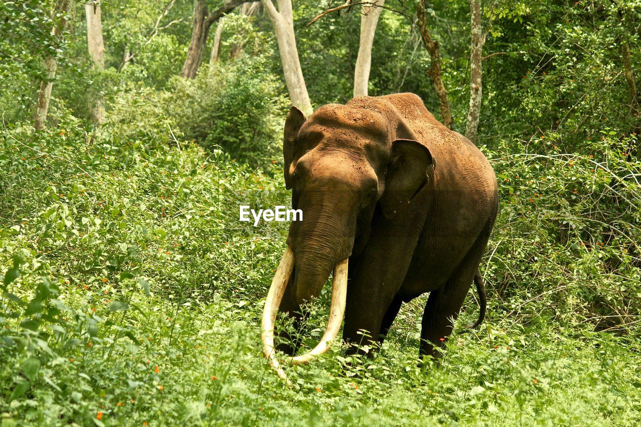 India elephant in forest