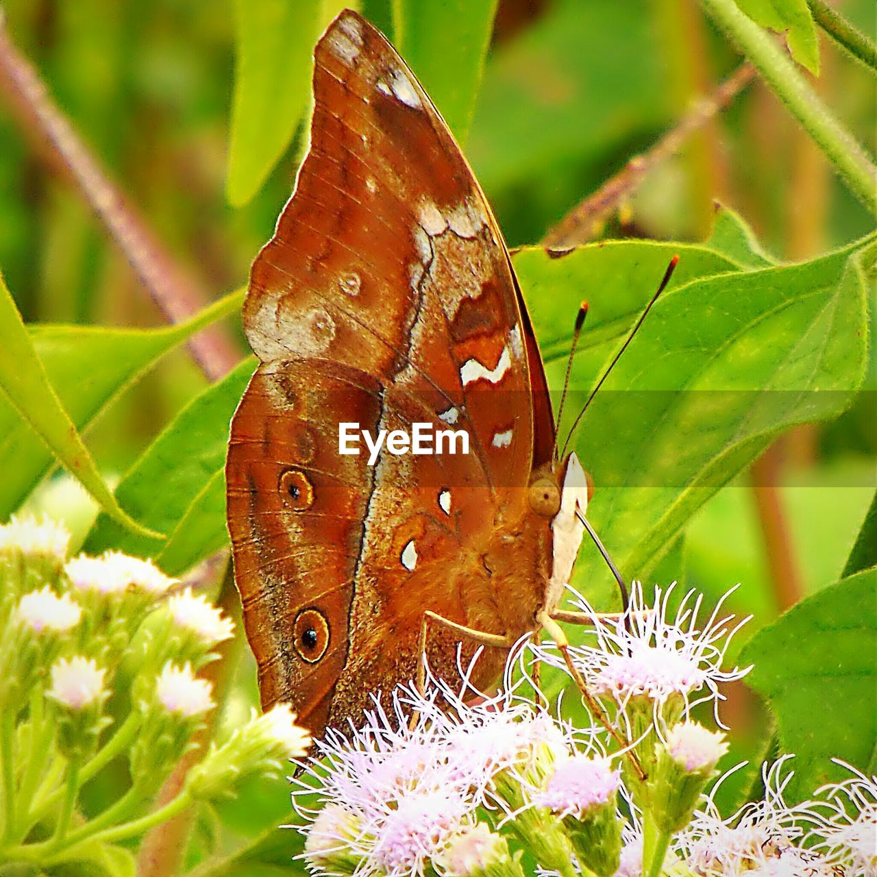 CLOSE-UP OF BUTTERFLY PERCHING ON LEAF