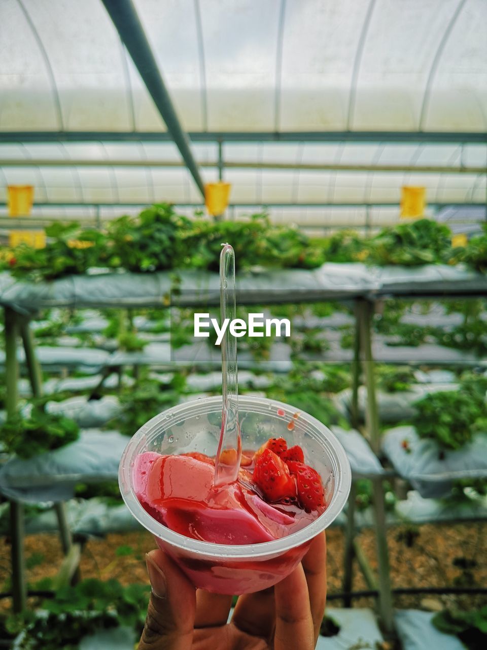 Close-up of hand holding strawberry