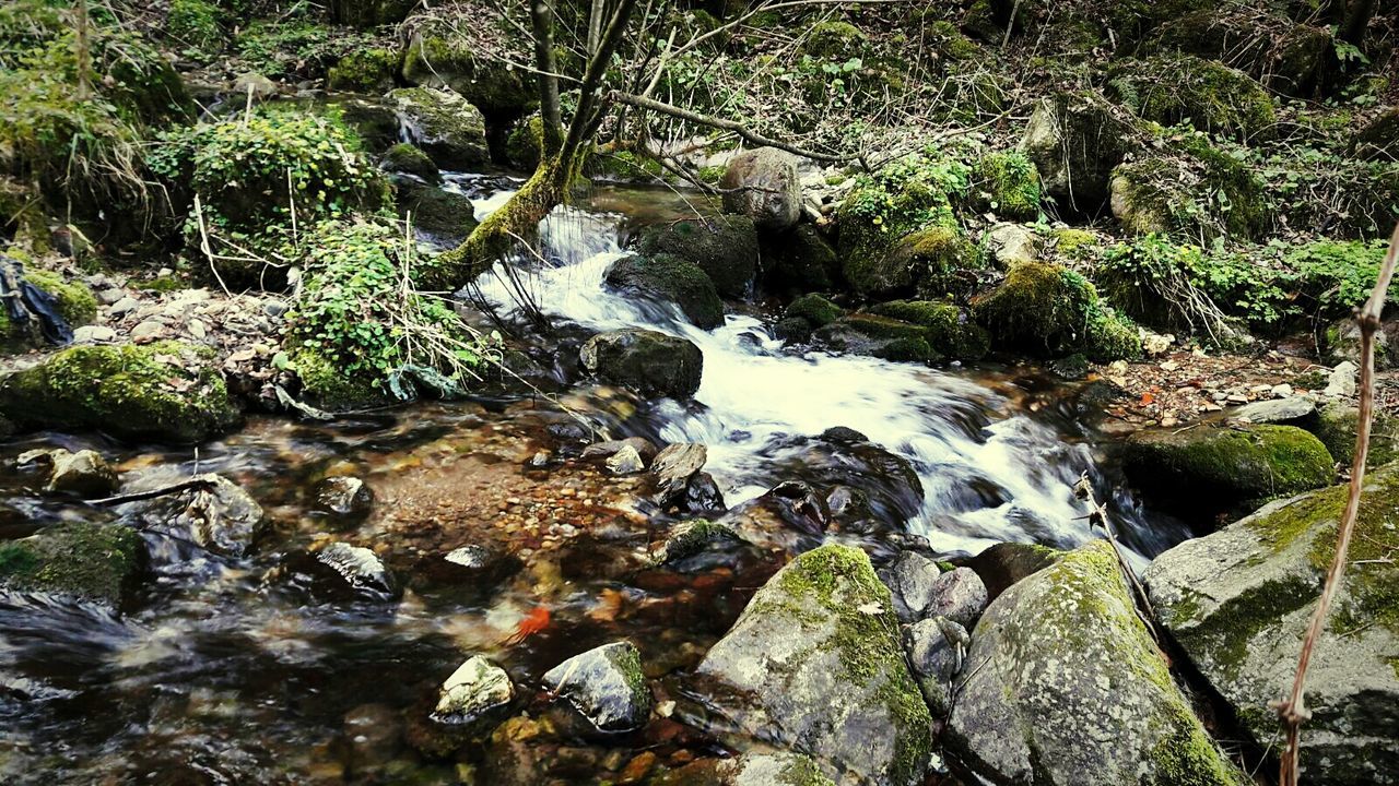 Close-up of water against trees