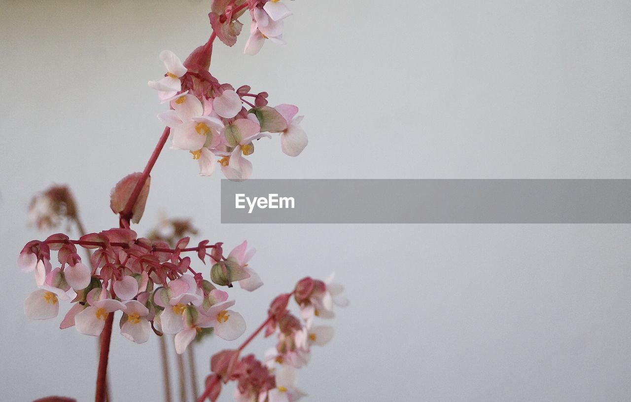 CLOSE-UP OF CHERRY BLOSSOM TREE