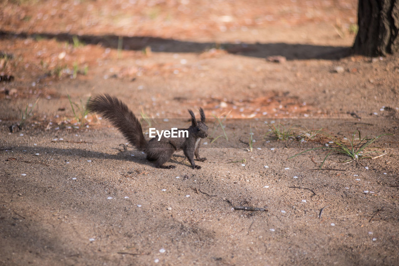 Squirrel on ground