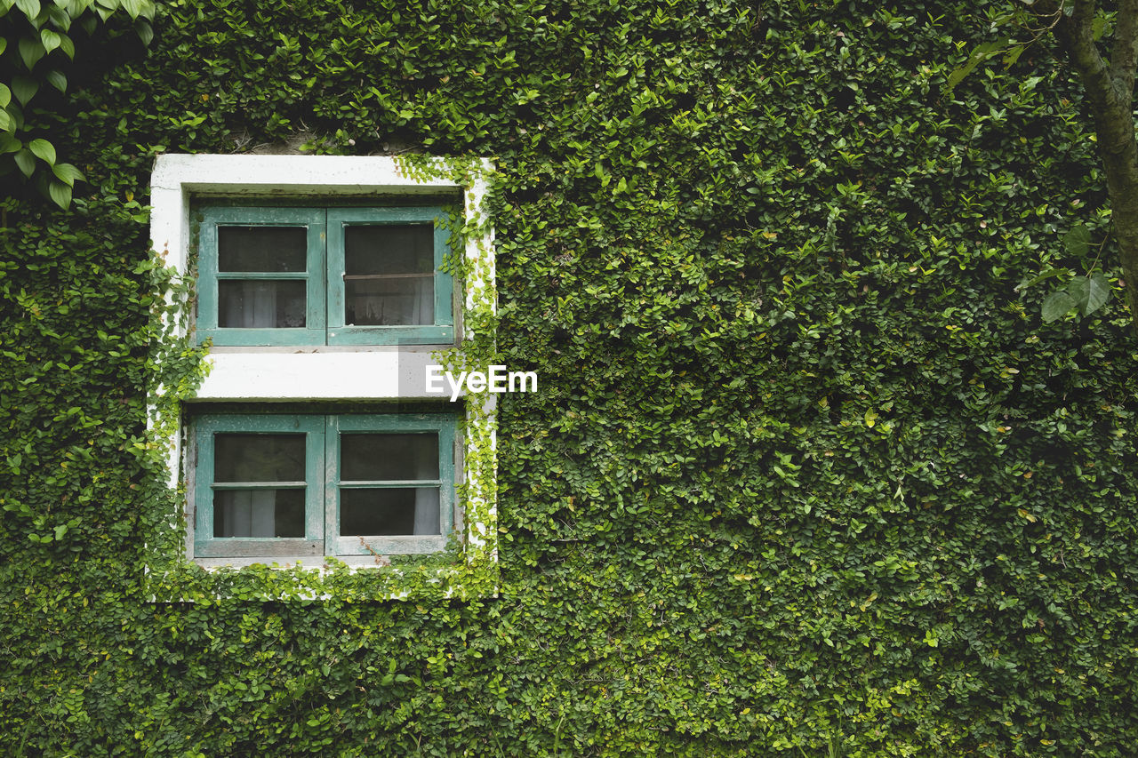 Ivy growing on wall of building