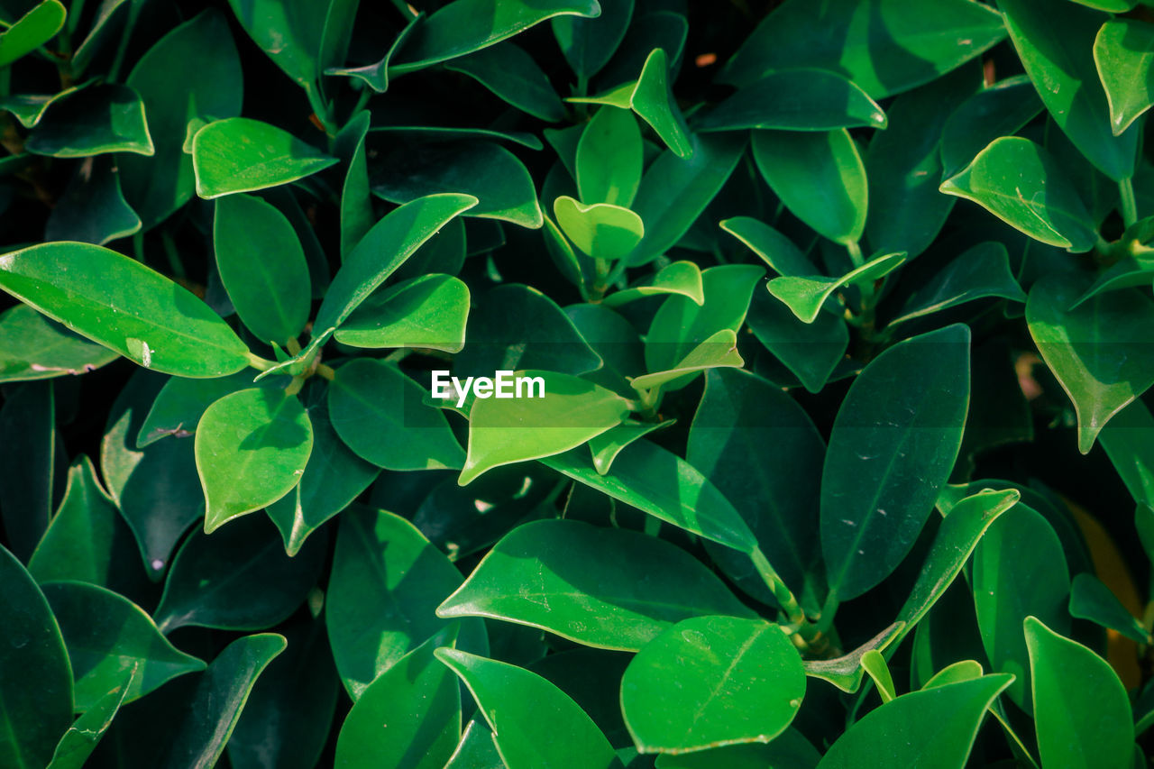 Full frame shot of green leaves