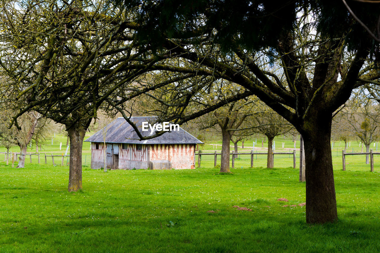 TREES ON GRASSY FIELD IN PARK