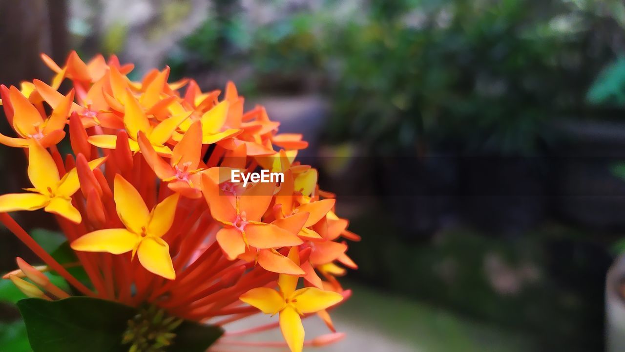 Close-up of orange flowering plant