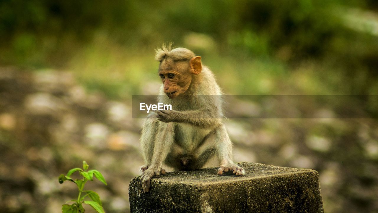 CLOSE-UP OF MONKEY OUTDOORS