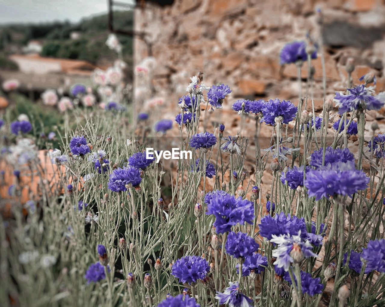 flowering plant, flower, plant, purple, beauty in nature, freshness, growth, fragility, lavender, nature, field, land, no people, close-up, day, wildflower, focus on foreground, selective focus, outdoors, botany, flower head, inflorescence, tranquility