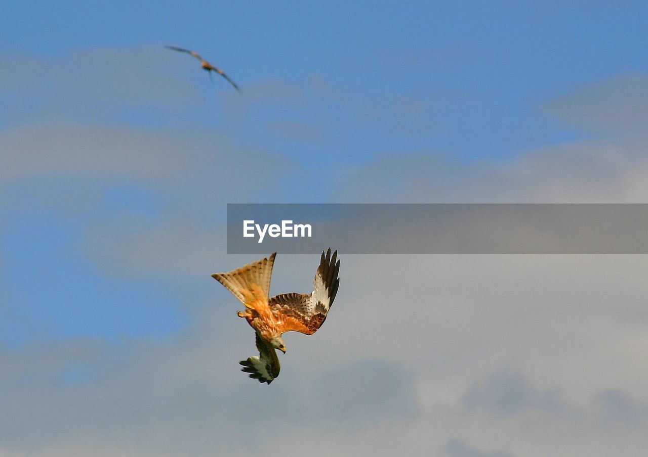 LOW ANGLE VIEW OF A BIRD FLYING