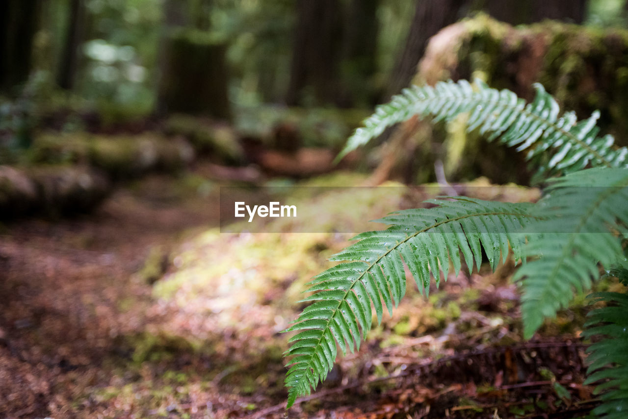 CLOSE-UP OF FERN AND TREE IN FOREST