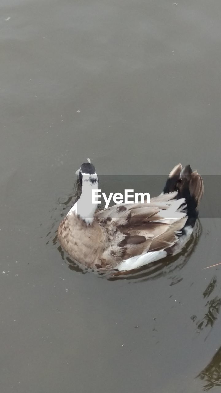 VIEW OF BIRDS IN CALM WATER