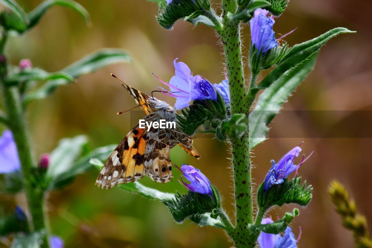 CLOSE-UP OF BUTTERFLY POLLINATING FLOWER