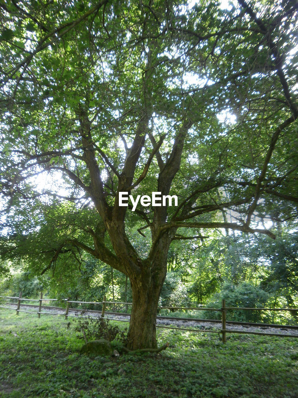 TREES GROWING ON A RIVER