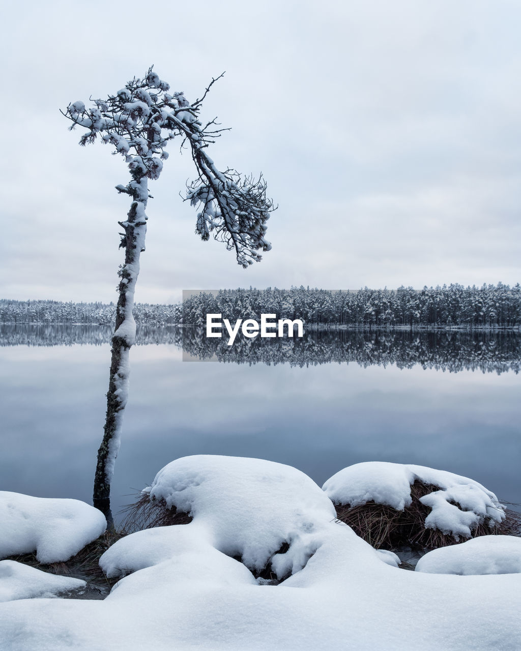 FROZEN LAKE BY TREES AGAINST SKY