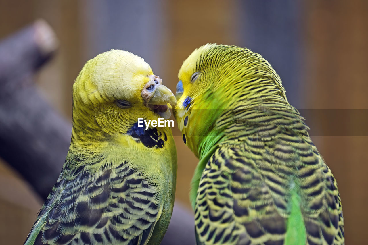 CLOSE-UP OF TWO BIRDS ON A PARROT