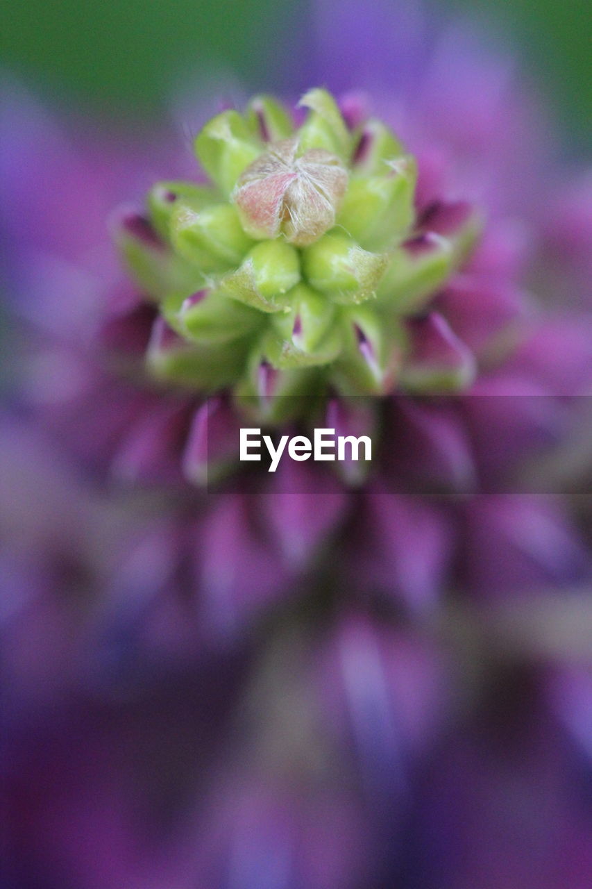 CLOSE-UP OF PINK FLOWERS