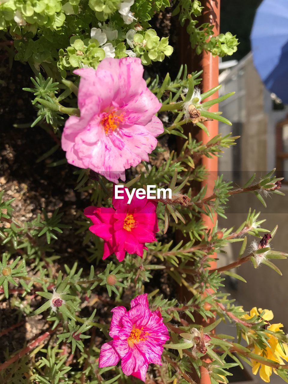 CLOSE-UP OF PINK FLOWER BLOOMING OUTDOORS